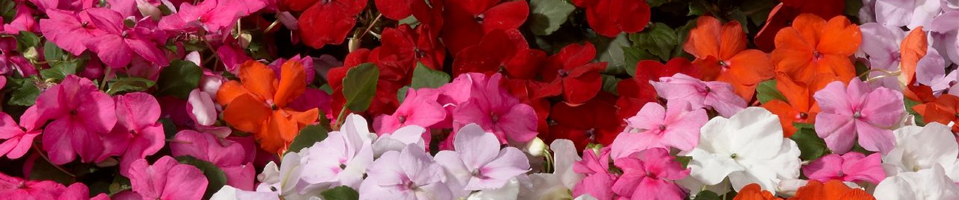 Categorie afbeelding Impatiens walleriana